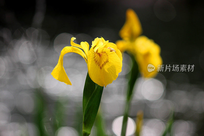 黄鸢尾花(黄旗/水旗)，鸢尾伪菖蒲图像